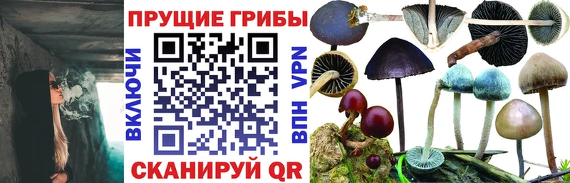 хочу наркоту  Нурлат  hydra ссылка  Галлюциногенные грибы Psilocybe 